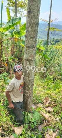 Tanah Komersial Dijual di Bantargadung Sukabumi 20000m2 Tanah Komersial Dijual di Bantargadung Sukabumi 20000m2