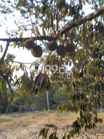 Siap Huni Rumah Mewah 7 Kamar di Cinangka Dekat ke Mana Saja Siap Huni Rumah Mewah 7 Kamar di Cinangka Dekat ke Mana Saja