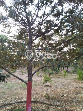 Siap Huni Rumah Mewah 7 Kamar di Cinangka Dekat ke Mana Saja Siap Huni Rumah Mewah 7 Kamar di Cinangka Dekat ke Mana Saja