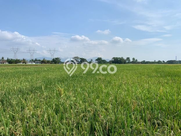 Jarang Ada! Tanah di Kramatwatu Punya Luas 4487m2 - Jarang Ada! Tanah di Kramatwatu Punya Luas 4487m2 -