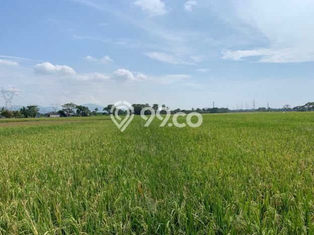 Jarang Ada! Tanah di Kramatwatu Punya Luas 4487m2 - Jarang Ada! Tanah di Kramatwatu Punya Luas 4487m2 -