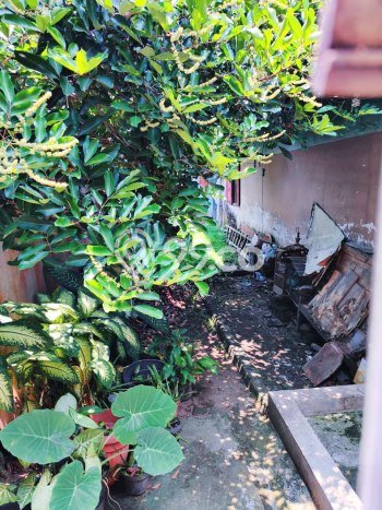 Jual Murah Rumah dengan 3 Kamar Tidur dan 1 Kamar Mandi di Kawasan Tasikmadu, Karanganyar Jual Murah Rumah dengan 3 Kamar Tidur dan 1 Kamar Mandi di Kawasan Tasikmadu, Karanganyar