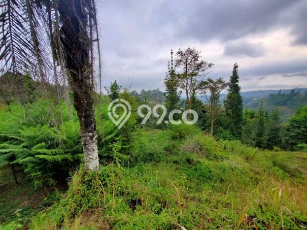 Lahan untuk Dijual di Lembang Bandung Barat Luas 1600m2 Lahan untuk Dijual di Lembang Bandung Barat Luas 1600m2