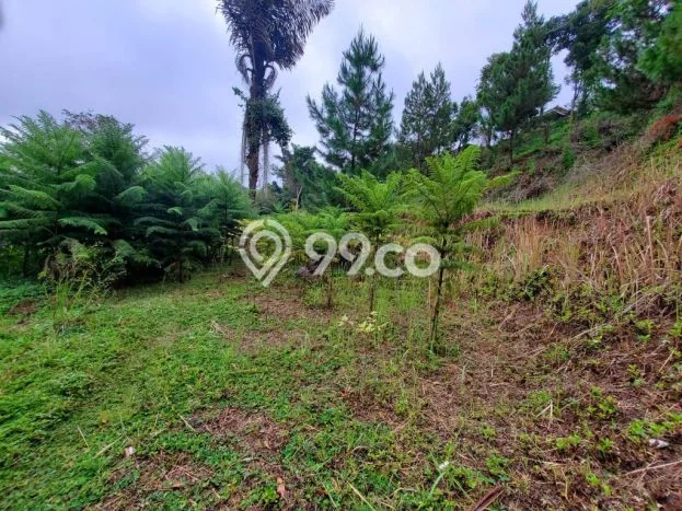 Lahan untuk Dijual di Lembang Bandung Barat Luas 1600m2 Lahan untuk Dijual di Lembang Bandung Barat Luas 1600m2