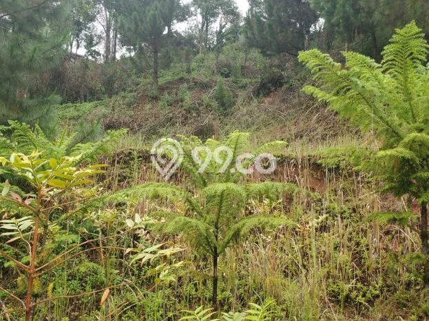 Lahan untuk Dijual di Lembang Bandung Barat Luas 1600m2 Lahan untuk Dijual di Lembang Bandung Barat Luas 1600m2