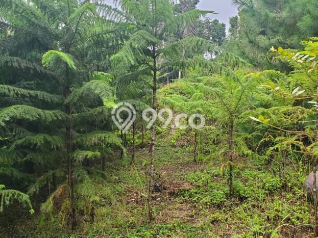 Lahan untuk Dijual di Lembang Bandung Barat Luas 1600m2 Lahan untuk Dijual di Lembang Bandung Barat Luas 1600m2