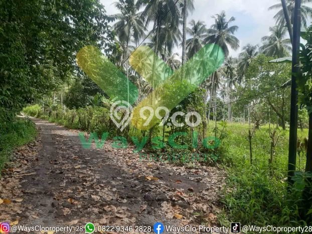 Kavling Tanah Dijual di Dimembe Minahasa Utara Spesifikasi 65000m2 Kavling Tanah Dijual di Dimembe Minahasa Utara Spesifikasi 65000m2