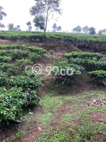 Tanah Dijual di Majalengka Seluas 450000m2 Strategis Tanah Dijual di Majalengka Seluas 450000m2 Strategis
