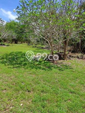 Tanah Siap Bangun Dijual di Badung Punya Luas 27900m2 Tanah Siap Bangun Dijual di Badung Punya Luas 27900m2