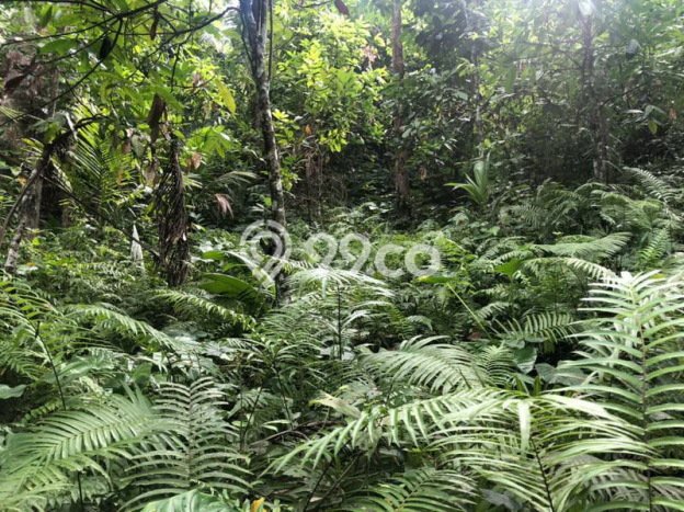 Tanah Kavling Dijual di Tabanan dengan Spesifikasi 24000m2 Tanah Kavling Dijual di Tabanan dengan Spesifikasi 24000m2
