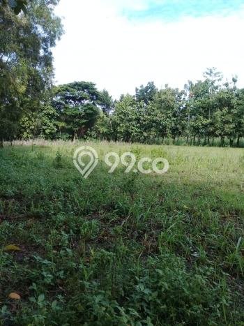 Lahan untuk Dijual di Sragen Sragen Luas 7403m2 Lahan untuk Dijual di Sragen Sragen Luas 7403m2