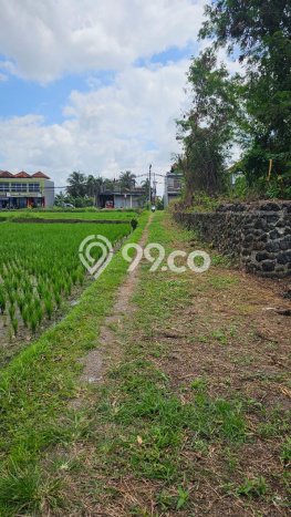 Jarang Ada! Tanah di Tabanan Punya Luas 146m2 SHM Jarang Ada! Tanah di Tabanan Punya Luas 146m2 SHM