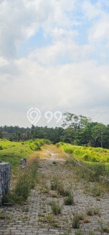 Tanah Kavling Dijual di Kedungu, Tabanan dengan Luas Tanah 500m2 Tanah Kavling Dijual di Kedungu, Tabanan dengan Luas Tanah 500m2