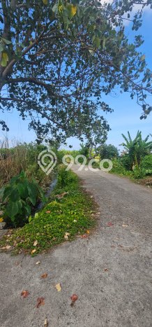 Tanah Kavling Dijual di Kedungu, Tabanan dengan Luas Tanah 500m2 Tanah Kavling Dijual di Kedungu, Tabanan dengan Luas Tanah 500m2