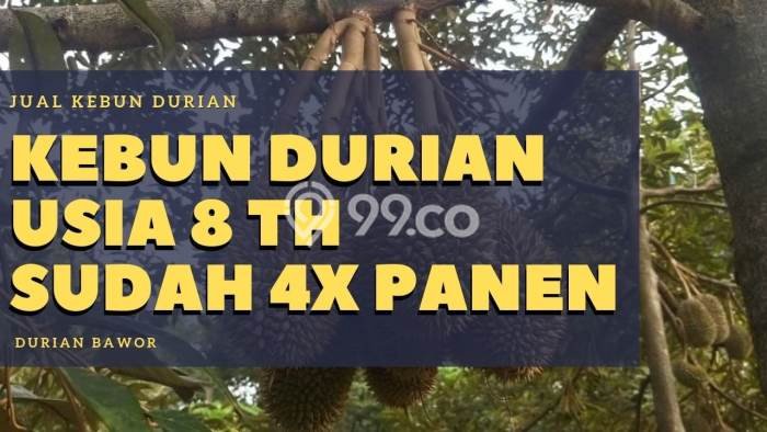Tanah Kavling di Karanganyar Dijual dengan Luas 2000m2 Tanah Kavling di Karanganyar Dijual dengan Luas 2000m2