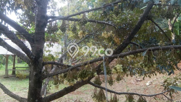 Tanah Kavling di Karanganyar Dijual dengan Luas 2000m2 Tanah Kavling di Karanganyar Dijual dengan Luas 2000m2