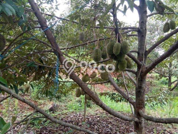 Tanah Kavling di Karanganyar Dijual dengan Luas 2000m2 Tanah Kavling di Karanganyar Dijual dengan Luas 2000m2