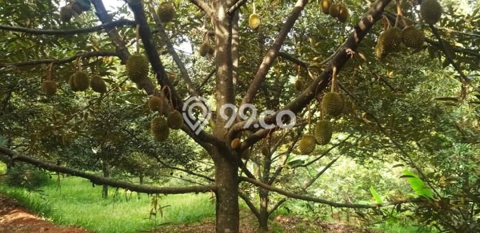 Tanah Kavling untuk Dijual di Pekalongan Selatan Pekalongan 4000m2 Tanah Kavling untuk Dijual di Pekalongan Selatan Pekalongan 4000m2