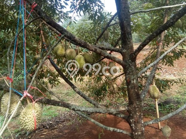 Tanah Kavling untuk Dijual di Pekalongan Selatan Pekalongan 4000m2 Tanah Kavling untuk Dijual di Pekalongan Selatan Pekalongan 4000m2
