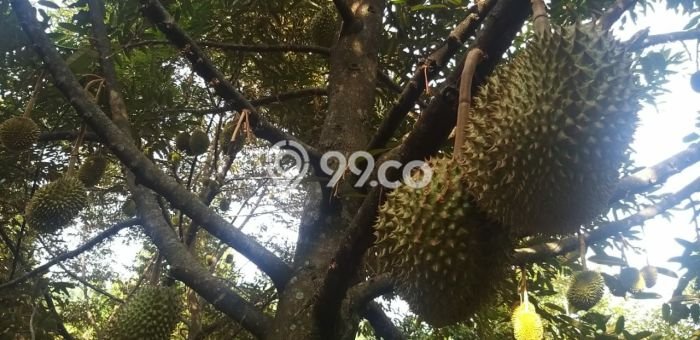 Tanah Kavling untuk Dijual di Pekalongan Selatan Pekalongan 4000m2 Tanah Kavling untuk Dijual di Pekalongan Selatan Pekalongan 4000m2