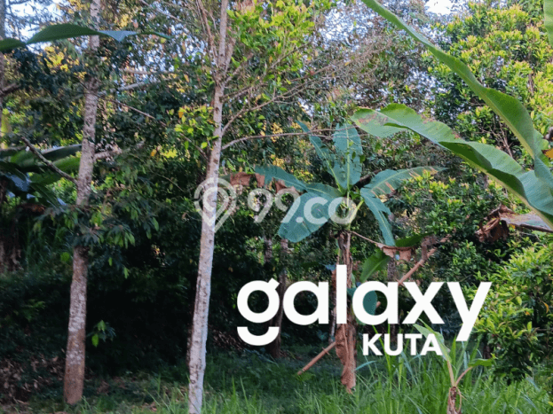 Dijual Tanah Lokasi Sekumpul, Buleleng Seluas 6000m2 Dijual Tanah Lokasi Sekumpul, Buleleng Seluas 6000m2