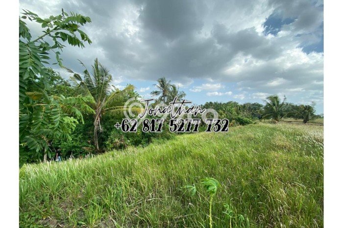 Tanah Kosong Dijual di Tabanan dengan Area 500m2 Tanah Kosong Dijual di Tabanan dengan Area 500m2