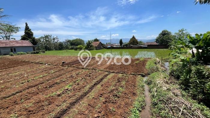 Kavling Tanah di Kebonpedes Dijual Luas 3388m2 Legalitas SHM Kavling Tanah di Kebonpedes Dijual Luas 3388m2 Legalitas SHM