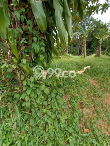 Lahan Kosong Dijual di Parung, Bogor, Luas 1500m2 Area Strategis Lahan Kosong Dijual di Parung, Bogor, Luas 1500m2 Area Strategis