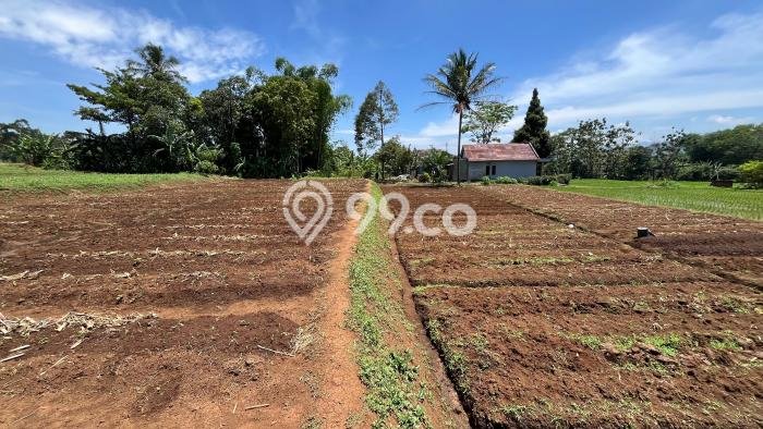 Kavling Tanah di Kebonpedes Dijual Luas 3388m2 Legalitas SHM Kavling Tanah di Kebonpedes Dijual Luas 3388m2 Legalitas SHM