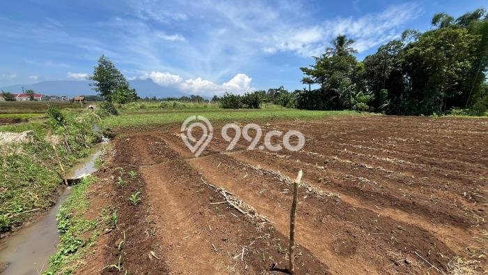 Kavling Tanah di Kebonpedes Dijual Luas 3388m2 Legalitas SHM Kavling Tanah di Kebonpedes Dijual Luas 3388m2 Legalitas SHM