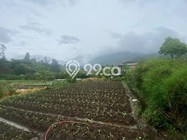Tanah untuk Dijual Lokasi Cipanas, Cianjur Luas 7155m2 SHM Tanah untuk Dijual Lokasi Cipanas, Cianjur Luas 7155m2 SHM