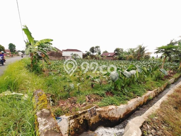 Tanah Dijual Lokasi Padamara, Purbalingga Luas 2517m2 Legalitas Aman Tanah Dijual Lokasi Padamara, Purbalingga Luas 2517m2 Legalitas Aman