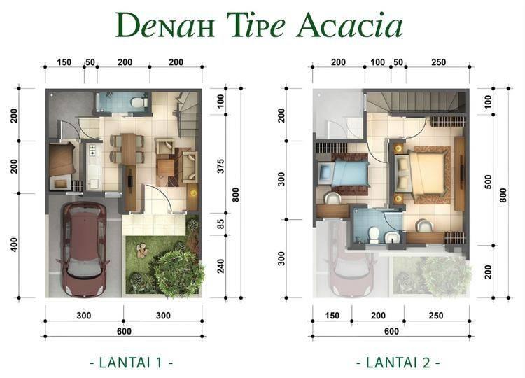 Acacia Acacia