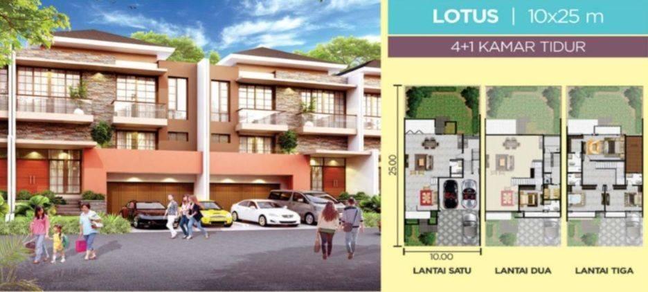 Lotus Lotus