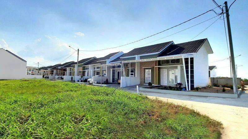 Dandelion_Halaman Depan