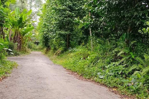 Pekarangan asri nan murah Karangnongko,Klaten Pekarangan asri nan murah Karangnongko,Klaten
