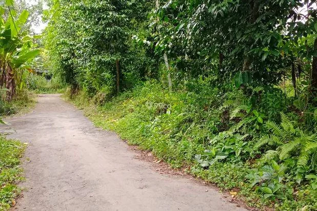 Pekarangan subur free pohon produktif Karangnongko Pekarangan subur free pohon produktif Karangnongko