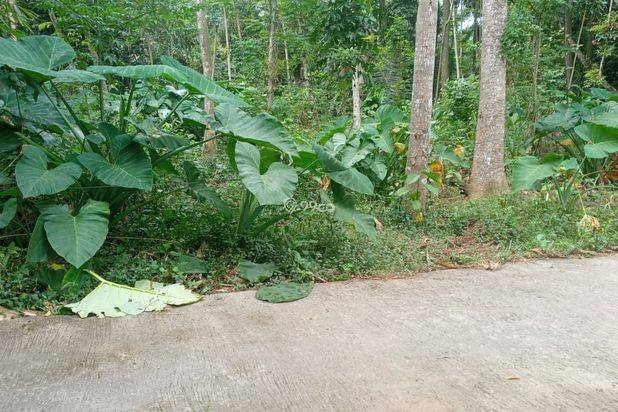 Tanah pekarangan nyaman gemampir karangnongko Tanah pekarangan nyaman gemampir karangnongko