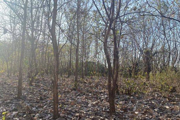 Dijual Tanah Komersial 2 Hektar SHM di Labuhan Sumbawa Dijual Tanah Komersial 2 Hektar SHM di Labuhan Sumbawa