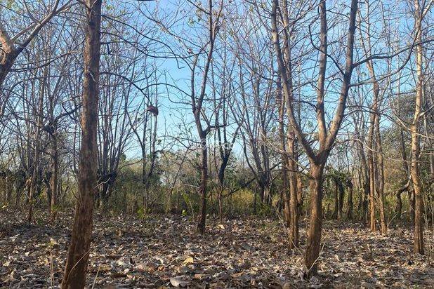 Dijual Tanah Komersial 2 Hektar SHM di Labuhan Sumbawa Dijual Tanah Komersial 2 Hektar SHM di Labuhan Sumbawa