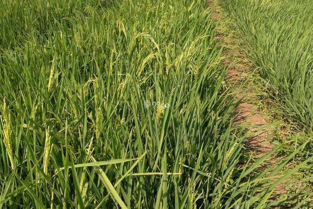 Dijual Tanah Sawah Produktif Pagaden Subang, Potensi Investasi Tinggi Dijual Tanah Sawah Produktif Pagaden Subang, Potensi Investasi Tinggi
