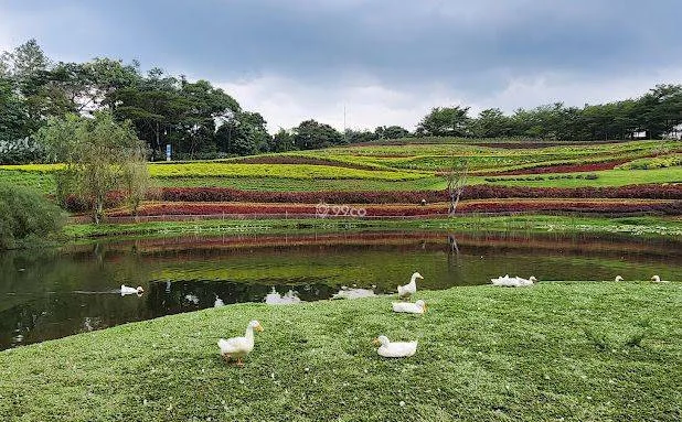 Vimala Hills Vimala Hills