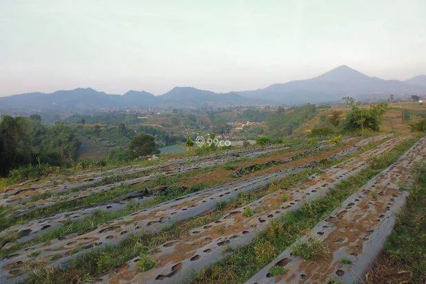 Tanah di Lembang Bandung Dijual, Luas Tanah 644m², Bisa Nego Tanah di Lembang Bandung Dijual, Luas Tanah 644m², Bisa Nego