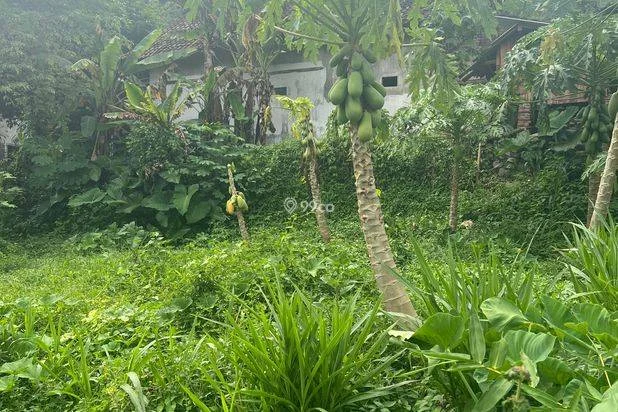 Tanah Bintoro Jember Tanah Bintoro Jember