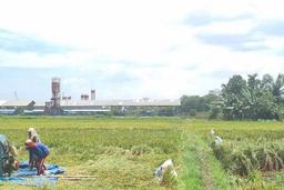 Dijual Tanah Lahan Sawah 4450 m² Dijual Tanah Lahan Sawah 4450 m²