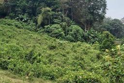 Tanah Padat cocok utk Villa, Homestay, Perkebunan dng View Indah Pegunungan. Tanah Padat cocok utk Villa, Homestay, Perkebunan dng View Indah Pegunungan.