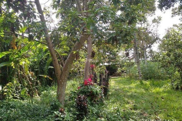 Lahan Strategis Padat Siap Bangun di Luwus Arah Baturiti Bedugul Bali. Lahan Strategis Padat Siap Bangun di Luwus Arah Baturiti Bedugul Bali.