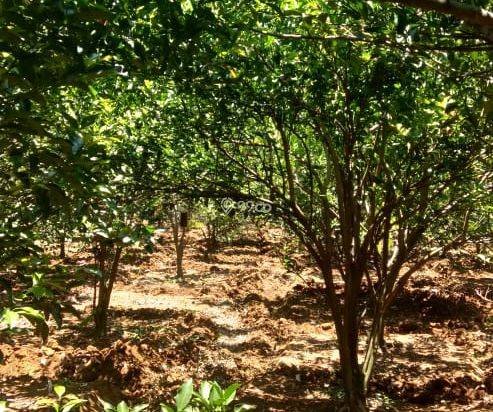 Dijual tanah perkebunan jeruk, Dijual tanah perkebunan jeruk,