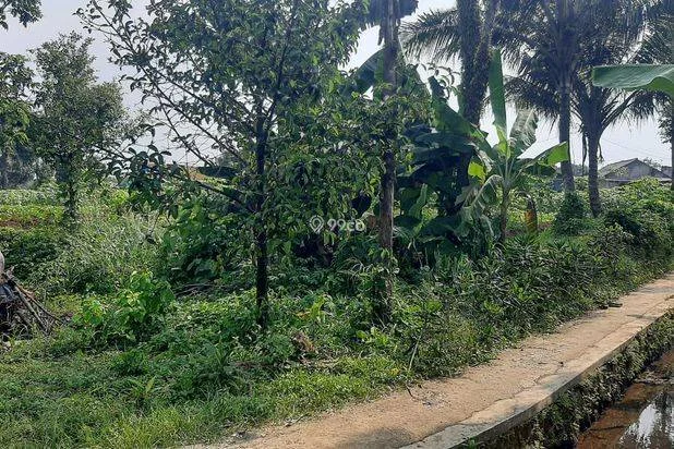 Disewakan Lahan Pertanian 8000 m² di Dramaga dekat IPB Disewakan Lahan Pertanian 8000 m² di Dramaga dekat IPB