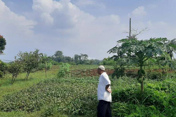 Disewakan Lahan Pertanian 8000 m² di Dramaga dekat IPB Disewakan Lahan Pertanian 8000 m² di Dramaga dekat IPB